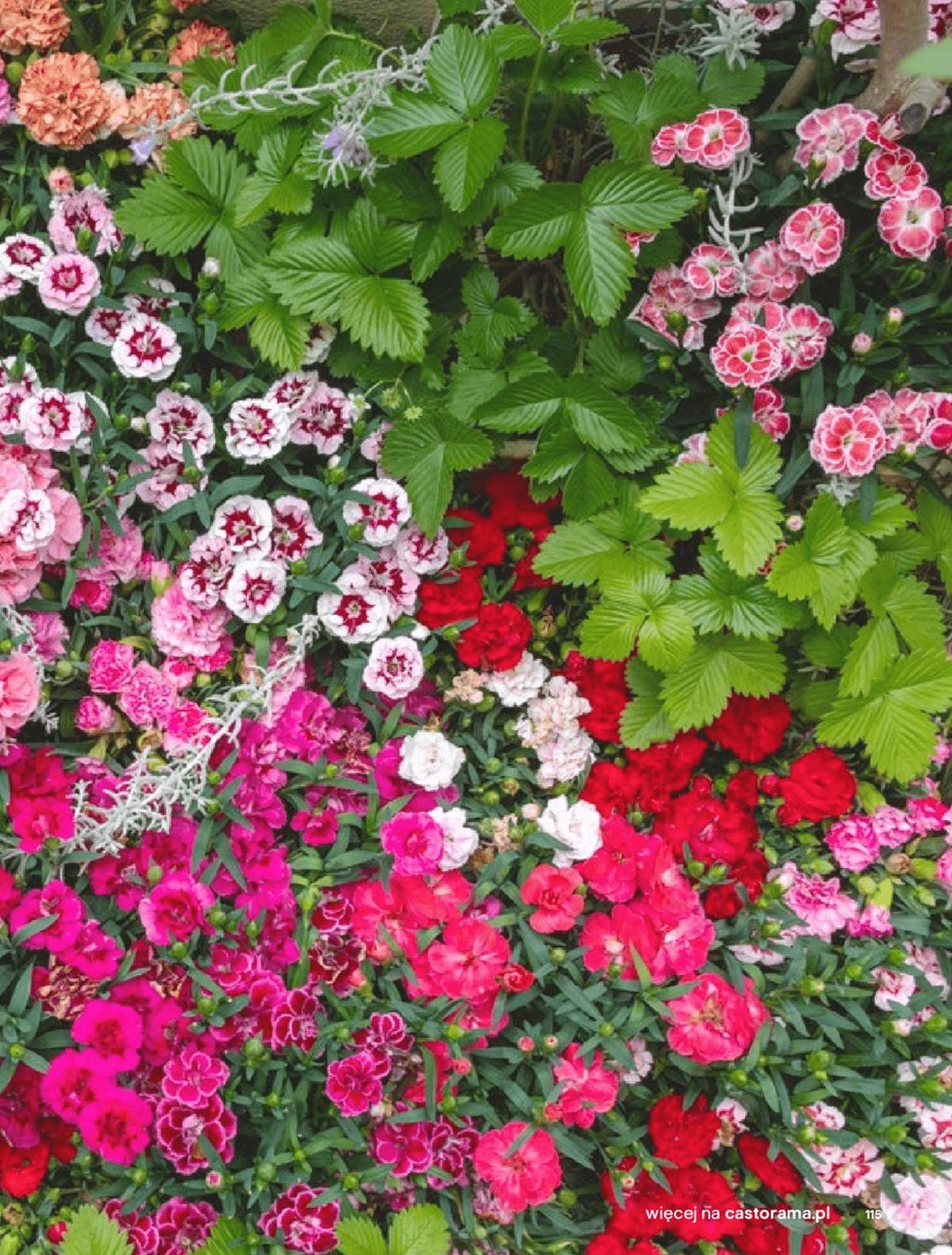 Gazetka promocyjna Castorama str. 115